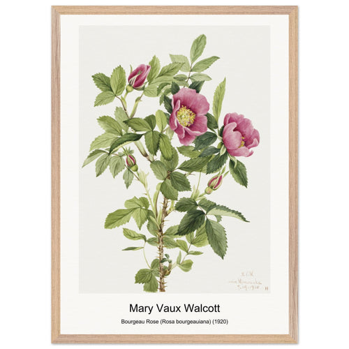 Bourgeau Rose (Rosa bourgeauiana) (1920) by Mary Vaux Walcott. Archival Print on Museum Quality Matte Paper. Premium Wood Framed Wall Art. Original Aspect Ratio