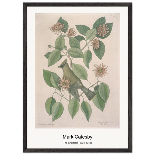 The Chatterer (1731-1743) by Mark Catesby. Archival Print on Museum Quality Matte Paper. Premium Wood Framed Wall Art. Original Aspect Ratio