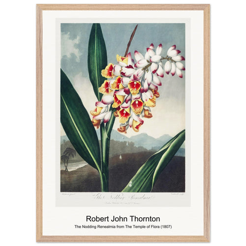 The Nodding Renealmia from The Temple of Flora (1807) by Robert John Thornton. Archival Print on Museum Quality Matte Paper. Premium Wood Framed Wall Art. Optimised Aspect Ratio.
