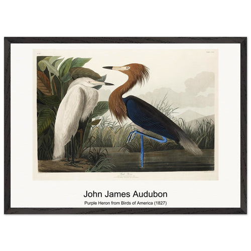 Purple Heron from Birds of America (1827) by John James Audubon. Archival Print on Museum Quality Matte Paper. Premium Wood Framed Wall Art. Original Aspect Ratio