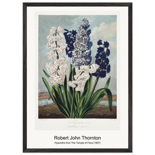 Roses from The Temple of Flora (1807) by Robert John Thornton. Archival Print on Museum Quality Matte Paper. Premium Wood Framed Wall Art. Optimised Aspect Ratio.
