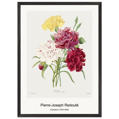 Star-glory Morning-glory (1827) by Pierre-Joseph Redouté and Henry Joseph Redouté. Archival Print on Museum Quality Matte Paper. Premium Wood Framed Wall Art. Original Aspect Ratio