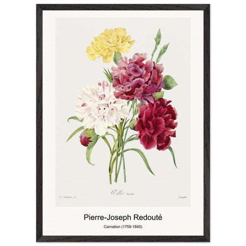 Star-glory Morning-glory (1827) by Pierre-Joseph Redouté and Henry Joseph Redouté. Archival Print on Museum Quality Matte Paper. Premium Wood Framed Wall Art. Optimised Aspect Ratio.