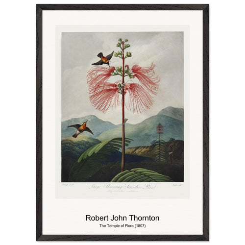 The Nodding Renealmia from The Temple of Flora (1807) by Robert John Thornton. Archival Print on Museum Quality Matte Paper. Premium Wood Framed Wall Art. Original Aspect Ratio