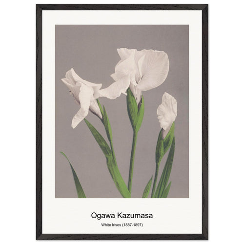 Cherry Blossom (1887-1897) by Ogawa Kazumasa. Archival Print on Museum Quality Matte Paper. Premium Wood Framed Wall Art. Original Aspect Ratio