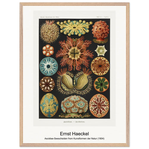 Ascidiae-Seescheiden from Kunstformen der Natur (1904) by Ernst Haeckel. Archival Print on Museum Quality Matte Paper. Premium Wood Framed Wall Art. Original Aspect Ratio