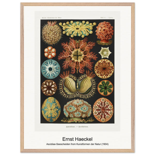 Ascidiae-Seescheiden from Kunstformen der Natur (1904) by Ernst Haeckel. Archival Print on Museum Quality Matte Paper. Premium Wood Framed Wall Art. Original Aspect Ratio