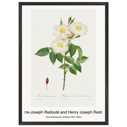 Choix des plus belles fleurs :et des plus beaux fruits (1833) by Pierre-Joseph Redouté. Archival Print on Museum Quality Matte Paper. Premium Wood Framed Wall Art. Original Aspect Ratio