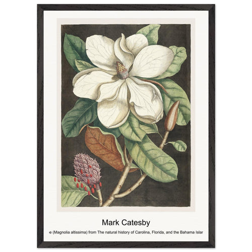Laurel Tree (Magnolia altissima) from The natural history of Carolina, Florida, and the Bahama Islands (1754) by Mark Catesby. Archival Print on Museum Quality Matte Paper. Premium Wood Framed Wall Art. Optimised Aspect Ratio.