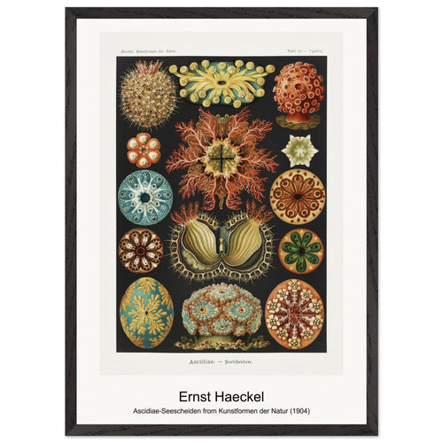 Ascidiae-Seescheiden from Kunstformen der Natur (1904) by Ernst Haeckel. Archival Print on Museum Quality Matte Paper. Premium Wood Framed Wall Art. Optimised Aspect Ratio.