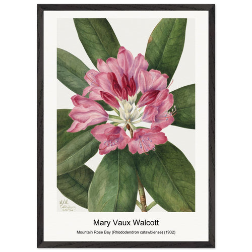 Mountain Rose Bay (Rhododendron catawbiense) (1932) by Mary Vaux Walcott. Archival Print on Museum Quality Matte Paper. Premium Wood Framed Wall Art. Original Aspect Ratio