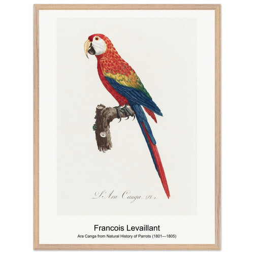 Ara Canga from Natural History of Parrots (1801—1805) by Francois Levaillant. Archival Print on Museum Quality Matte Paper. Premium Wood Framed Wall Art. Optimised Aspect Ratio.
