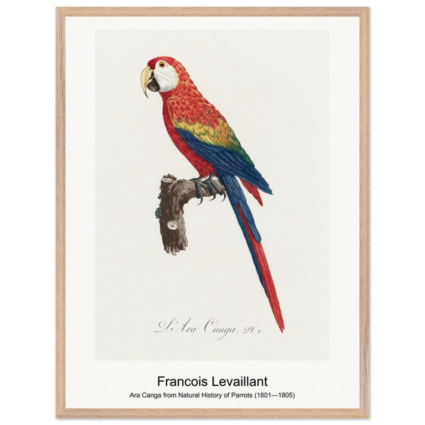 Ara Canga from Natural History of Parrots (1801—1805) by Francois Levaillant. Archival Print on Museum Quality Matte Paper. Premium Wood Framed Wall Art. Optimised Aspect Ratio.