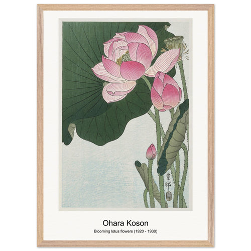 Blooming lotus flowers (1920 - 1930) by Ohara Koson. Archival Print on Museum Quality Matte Paper. Premium Wood Framed Wall Art. Original Aspect Ratio