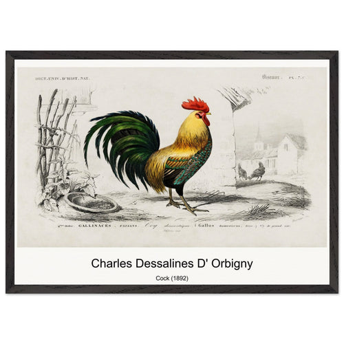 Cock (1892) by Charles Dessalines D' Orbigny. Archival Print on Museum Quality Matte Paper. Premium Wood Framed Wall Art. Optimised Aspect Ratio.