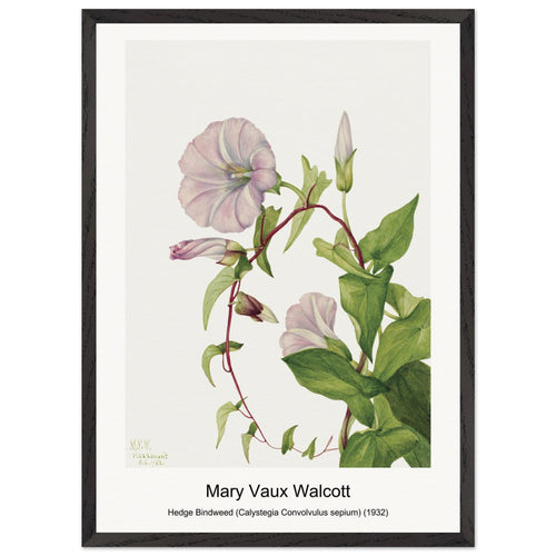 Hedge Bindweed (Calystegia Convolvulus sepium) (1932) by Mary Vaux Walcott. Archival Print on Museum Quality Matte Paper. Premium Wood Framed Wall Art. Original Aspect Ratio