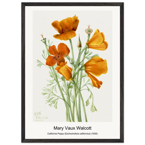 California Poppy (Eschscholtzia californica) (1935) by Mary Vaux Walcott. Archival Print on Museum Quality Matte Paper. Premium Wood Framed Wall Art. Optimised Aspect Ratio.