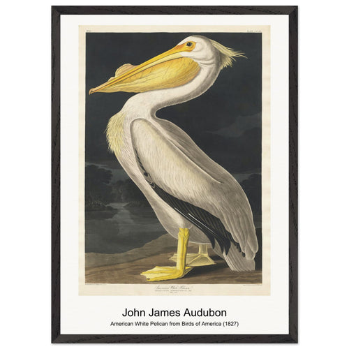 American White Pelican from Birds of America (1827) by John James Audubon. Archival Print on Museum Quality Matte Paper. Premium Wood Framed Wall Art. Optimised Aspect Ratio.