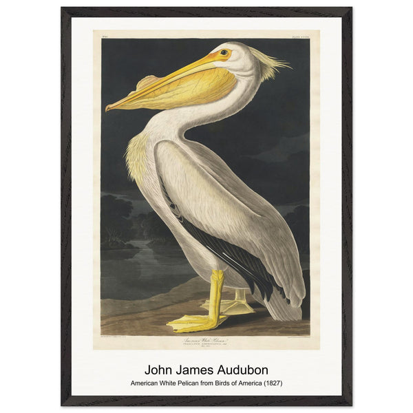 American White Pelican from Birds of America (1827) by John James Audubon. Archival Print on Museum Quality Matte Paper. Premium Wood Framed Wall Art. Optimised Aspect Ratio.