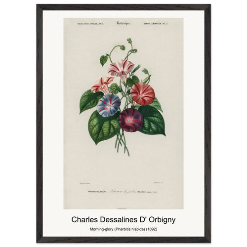 Morning-glory (Pharbitis hispida) (1892) by Charles Dessalines D' Orbigny. Archival Print on Museum Quality Matte Paper. Premium Wood Framed Wall Art. Original Aspect Ratio