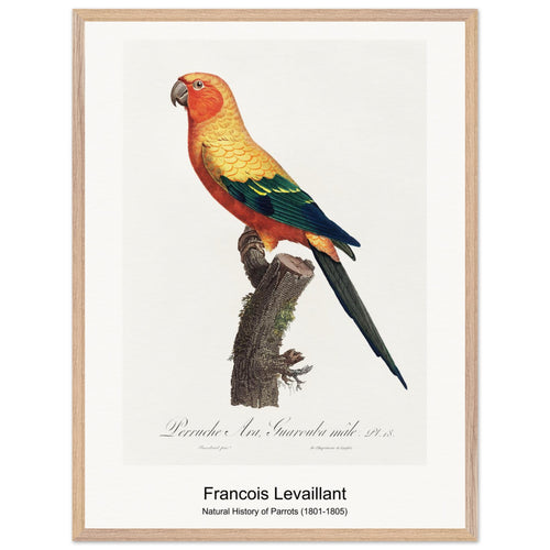 Natural History of Parrots (1801-1805) by François Levaillant. Archival Print on Museum Quality Matte Paper. Premium Wood Framed Wall Art. Original Aspect Ratio