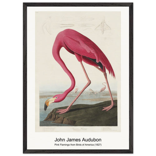 Pink Flamingo from Birds of America (1827) by John James Audubon. Archival Print on Museum Quality Matte Paper. Premium Wood Framed Wall Art. Optimised Aspect Ratio.