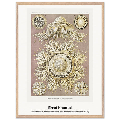 Discomedusae-Schweibenquallen from Kunstformen der Natur (1904) by Ernst Haeckel. Archival Print on Museum Quality Matte Paper. Premium Wood Framed Wall Art. Optimised Aspect Ratio.