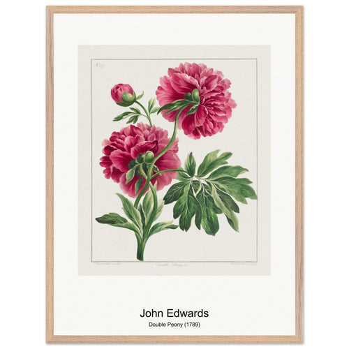 Double Peony (1789) by John Edwards. Archival Print on Museum Quality Matte Paper. Premium Wood Framed Wall Art. Original Aspect Ratio