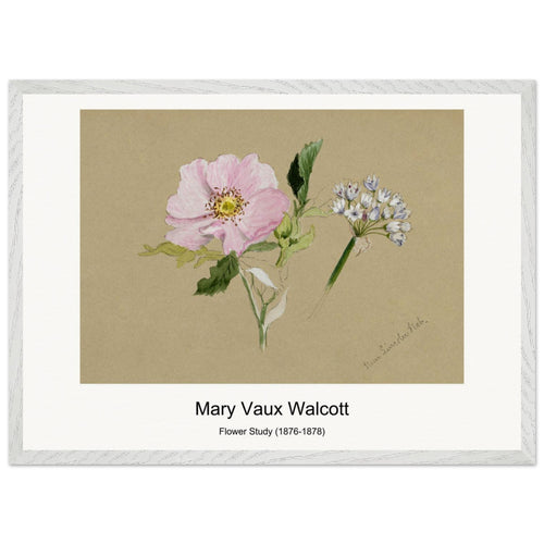 Flower Study (1876-1878) by Mary Vaux Walcott. Archival Print on Museum Quality Matte Paper. Premium Wood Framed Wall Art. Original Aspect Ratio