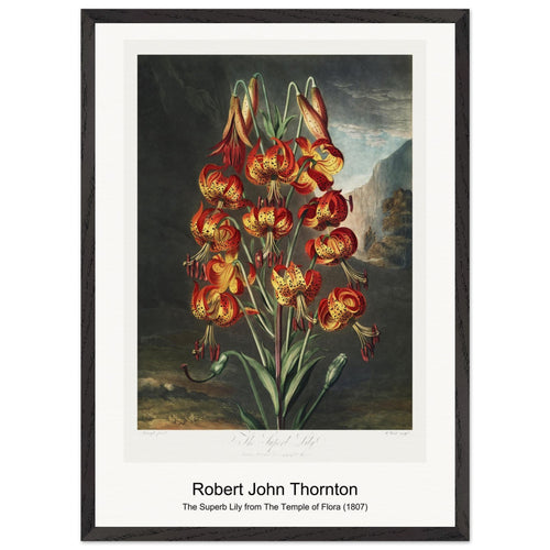 The Sacred Egyptian Bean from The Temple of Flora (1807) by Robert John Thornton. Archival Print on Museum Quality Matte Paper. Premium Wood Framed Wall Art. Optimised Aspect Ratio.