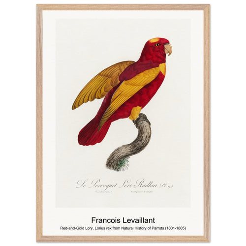Red-and-Gold Lory, Lorius rex from Natural History of Parrots (1801-1805) by Francois Levaillant. Archival Print on Museum Quality Matte Paper. Premium Wood Framed Wall Art. Original Aspect Ratio