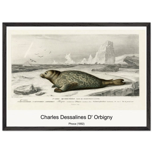 Phoca (1892) by Charles Dessalines D' Orbigny. Archival Print on Museum Quality Matte Paper. Premium Wood Framed Wall Art. Optimised Aspect Ratio.
