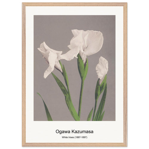White Irises (1887-1897) by Ogawa Kazumasa. Archival Print on Museum Quality Matte Paper. Premium Wood Framed Wall Art. Original Aspect Ratio