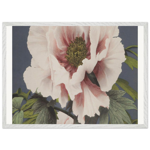 Beautiful photomechanical prints (1887-1897) by Ogawa Kazumasa. Archival Print on Museum Quality Matte Paper. Premium Wood Framed Wall Art. Optimised Aspect Ratio.