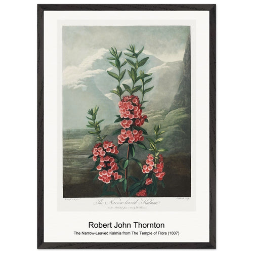 The Temple of Flora (1807) by Robert John Thornton. Archival Print on Museum Quality Matte Paper. Premium Wood Framed Wall Art. Original Aspect Ratio