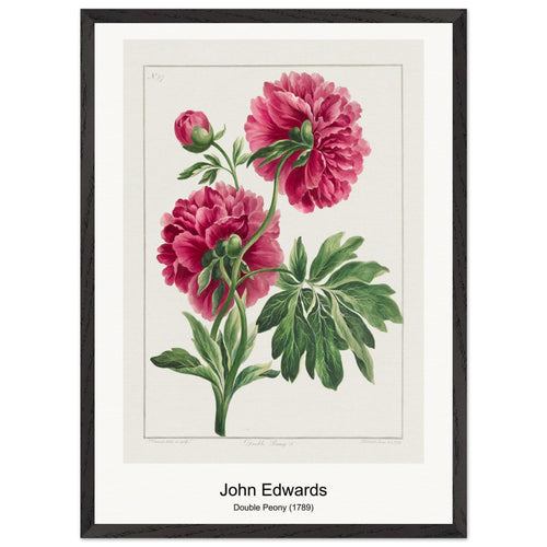 Double Peony (1789) by John Edwards. Archival Print on Museum Quality Matte Paper. Premium Wood Framed Wall Art. Optimised Aspect Ratio.
