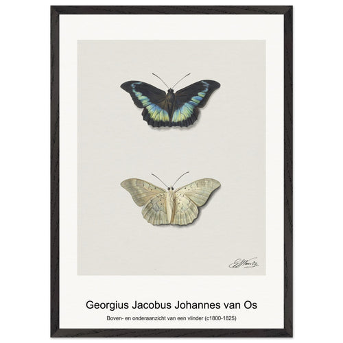 Boven- en onderaanzicht van een vlinder (c1800-1825) by Georgius Jacobus Johannes van Os. Archival Print on Museum Quality Matte Paper. Premium Wood Framed Wall Art. Original Aspect Ratio