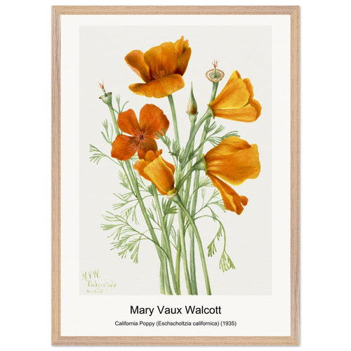California Poppy (Eschscholtzia californica) (1935) by Mary Vaux Walcott. Archival Print on Museum Quality Matte Paper. Premium Wood Framed Wall Art. Original Aspect Ratio