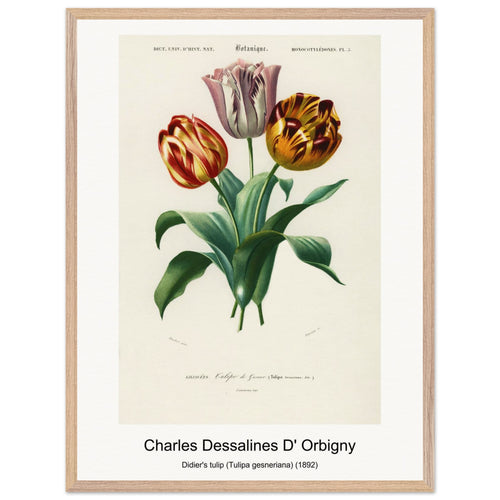 Didier's tulip (Tulipa gesneriana) (1892) by Charles Dessalines D' Orbigny. Archival Print on Museum Quality Matte Paper. Premium Wood Framed Wall Art. Original Aspect Ratio