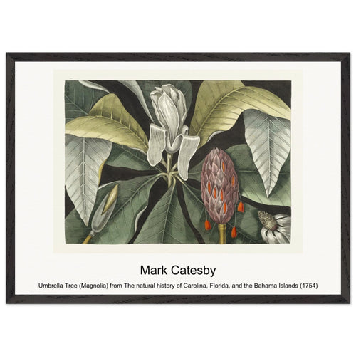 Umbrella Tree (Magnolia) from The natural history of Carolina, Florida, and the Bahama Islands (1754) by Mark Catesby. Archival Print on Museum Quality Matte Paper. Premium Wood Framed Wall Art. Original Aspect Ratio