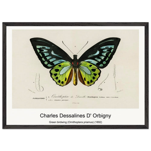 Green birdwing (Ornithoptera priamus) (1892) by Charles Dessalines D' Orbigny. Archival Print on Museum Quality Matte Paper. Premium Wood Framed Wall Art. Original Aspect Ratio