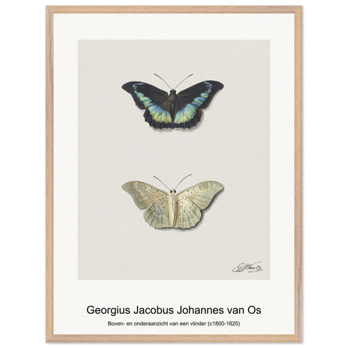 Boven- en onderaanzicht van een vlinder (c1800-1825) by Georgius Jacobus Johannes van Os. Archival Print on Museum Quality Matte Paper. Premium Wood Framed Wall Art. Original Aspect Ratio