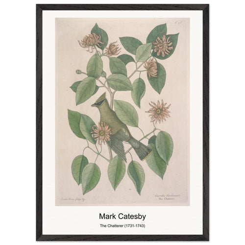The Chatterer (1731-1743) by Mark Catesby. Archival Print on Museum Quality Matte Paper. Premium Wood Framed Wall Art. Optimised Aspect Ratio.