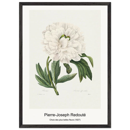 Carnation (1759-1840) by Pierre-Joseph Redouté. Archival Print on Museum Quality Matte Paper. Premium Wood Framed Wall Art. Original Aspect Ratio