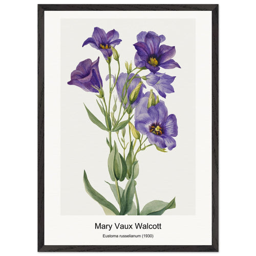 Eustoma russelianum (1930) by Mary Vaux Walcott. Archival Print on Museum Quality Matte Paper. Premium Wood Framed Wall Art. Original Aspect Ratio