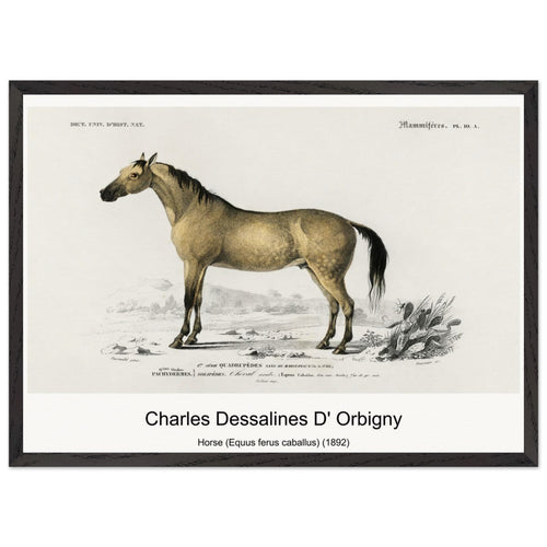 Horse (Equus ferus caballus) (1892) by Charles Dessalines D' Orbigny. Archival Print on Museum Quality Matte Paper. Premium Wood Framed Wall Art. Optimised Aspect Ratio.