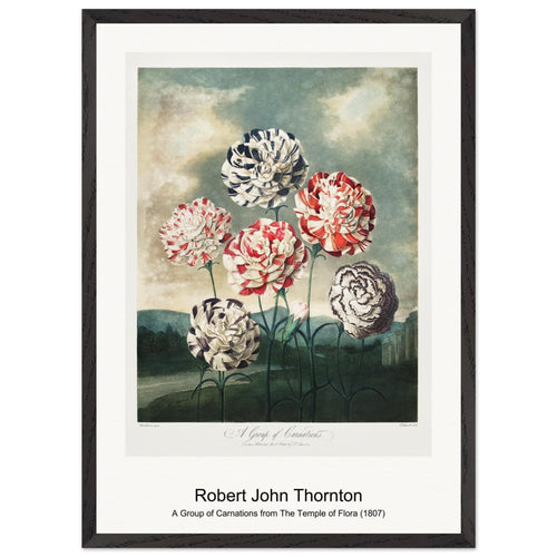 The Blue Egyptian Water-Lily from The Temple of Flora (1807) by Robert John Thornton. Archival Print on Museum Quality Matte Paper. Premium Wood Framed Wall Art. Original Aspect Ratio