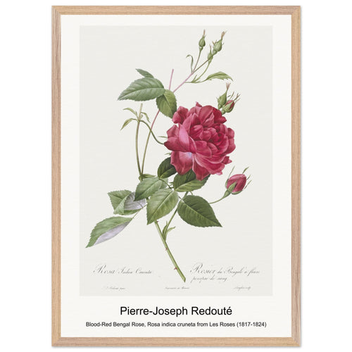 Blood-Red Bengal Rose, Rosa indica cruneta from Les Roses (1817-1824) by Pierre-Joseph Redouté. Archival Print on Museum Quality Matte Paper. Premium Wood Framed Wall Art. Original Aspect Ratio