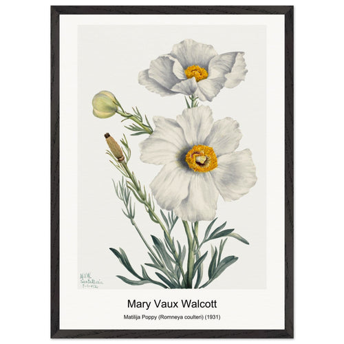 Matilija Poppy (Romneya coulteri) (1931) by Mary Vaux Walcott. Archival Print on Museum Quality Matte Paper. Premium Wood Framed Wall Art. Optimised Aspect Ratio.