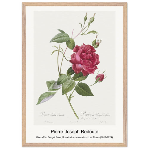Blood-Red Bengal Rose, Rosa indica cruneta from Les Roses (1817-1824) by Pierre-Joseph Redouté. Archival Print on Museum Quality Matte Paper. Premium Wood Framed Wall Art. Optimised Aspect Ratio.